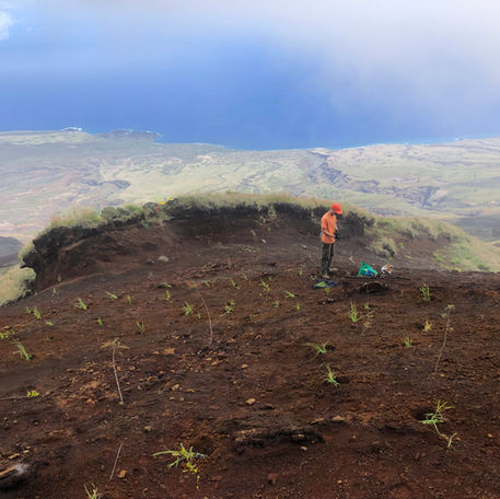 Outplanting on mountainside