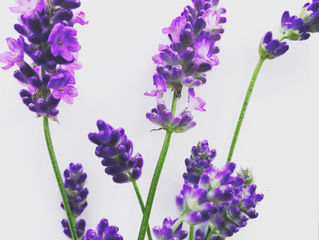 Why Lavender?