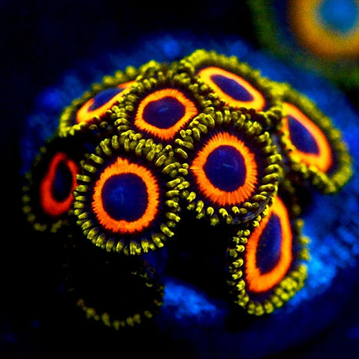 Zoa's | Colourful Corals Cornwall