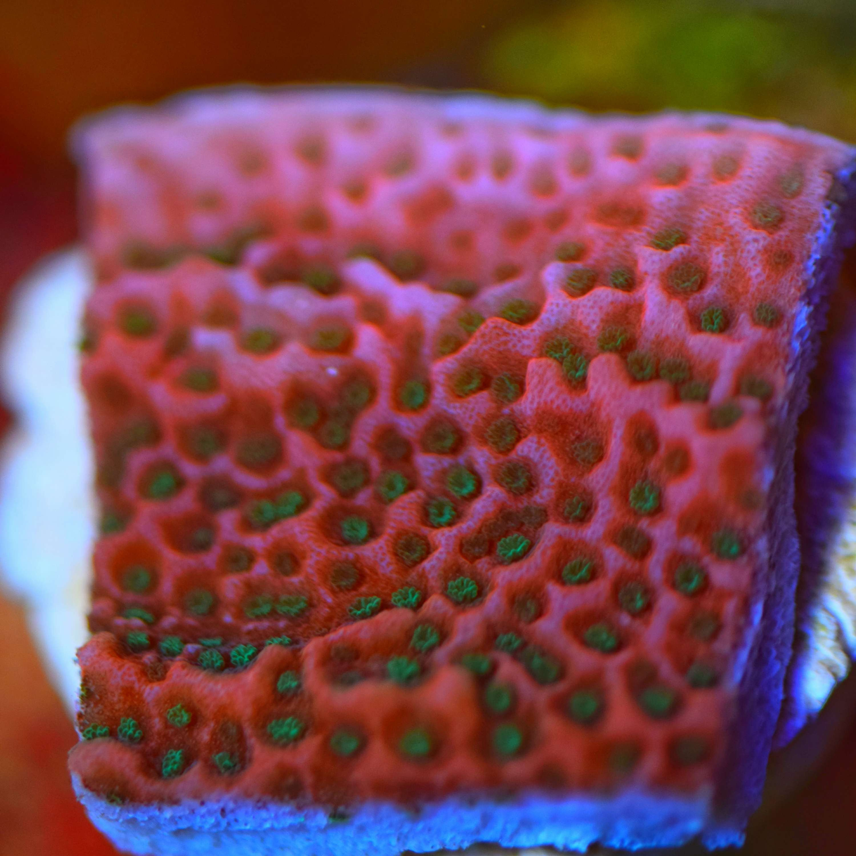 Tropic Thunder Montipora 