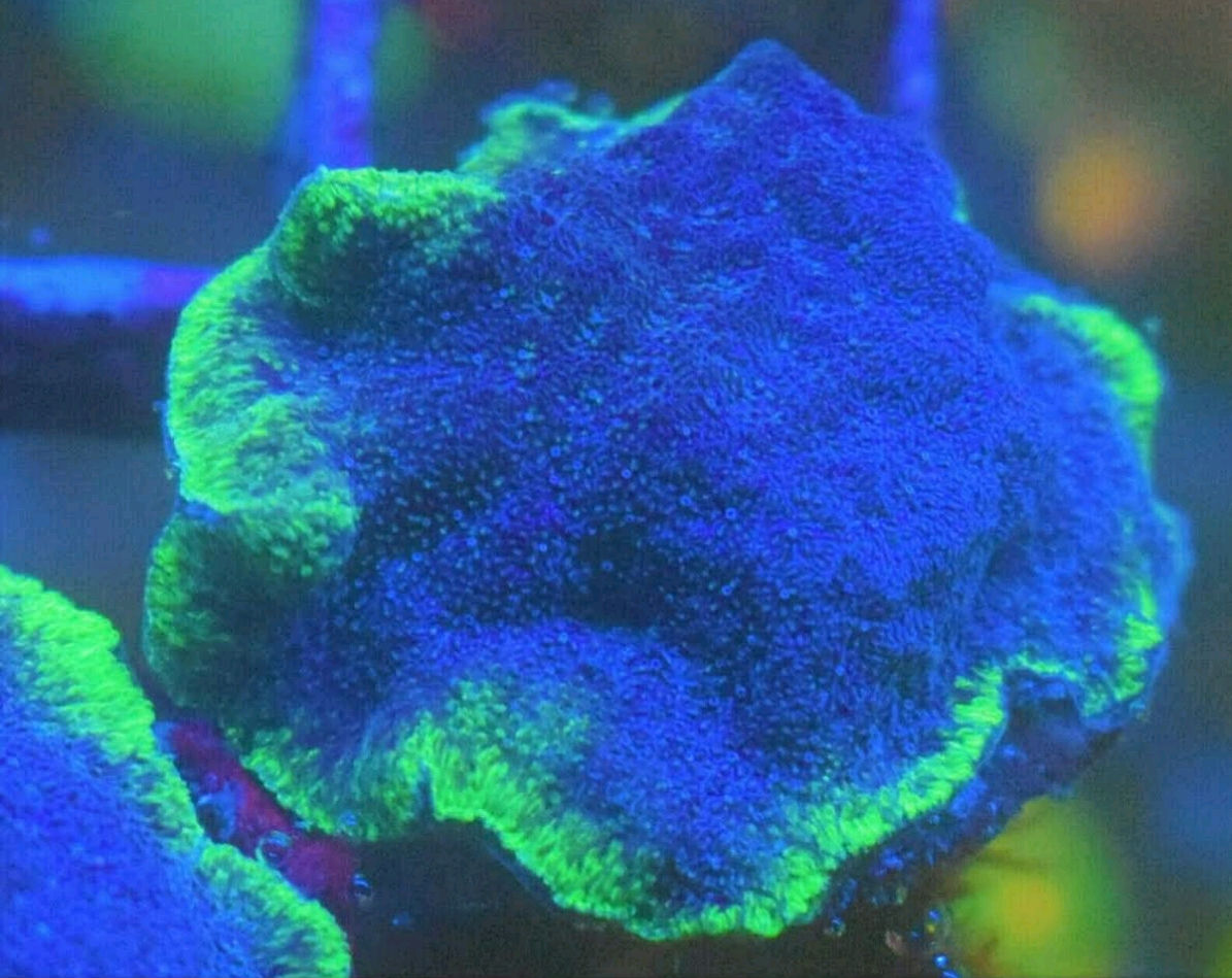 Monster Jam Psamocorra 