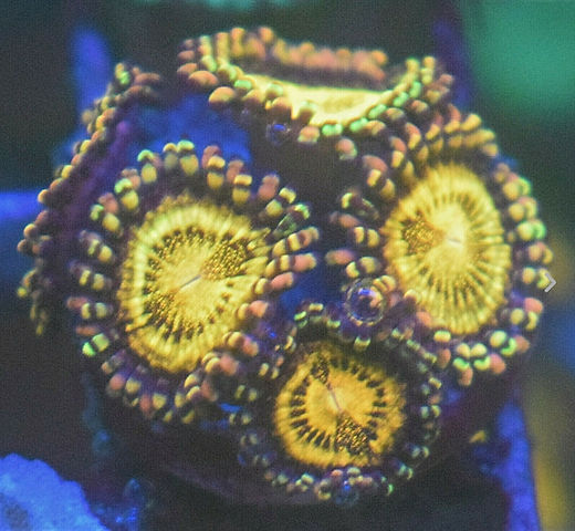 ZOA 　　　　　　　　　　　　　　　　　Z.O.A Reverse Space Monster Zoa Frag (Various sizes) – thecoralcentre