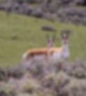 NPS_Pronghorn_Yellowstone_edited.jpg