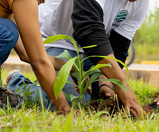 planting