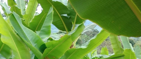 bananito