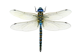 blue-eyed_darner_-_small_01.png