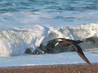 Migratory birds arriving from Antarctica