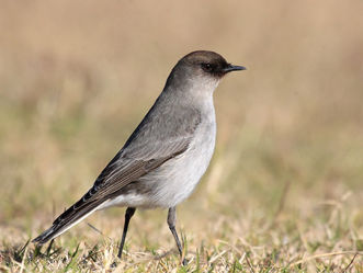 La pequeña Dormilona y el Petrel gigante