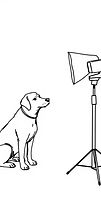 Dog photoshoot
