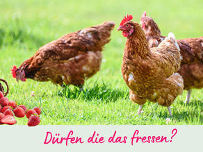 Drei Hühner haben ein umgekipptes Körbchen mit Erdbeeren auf der Wiese entdeckt. Dürfen die das fressen ist die Überschrift des Blogartikels von Beflügelt.vet