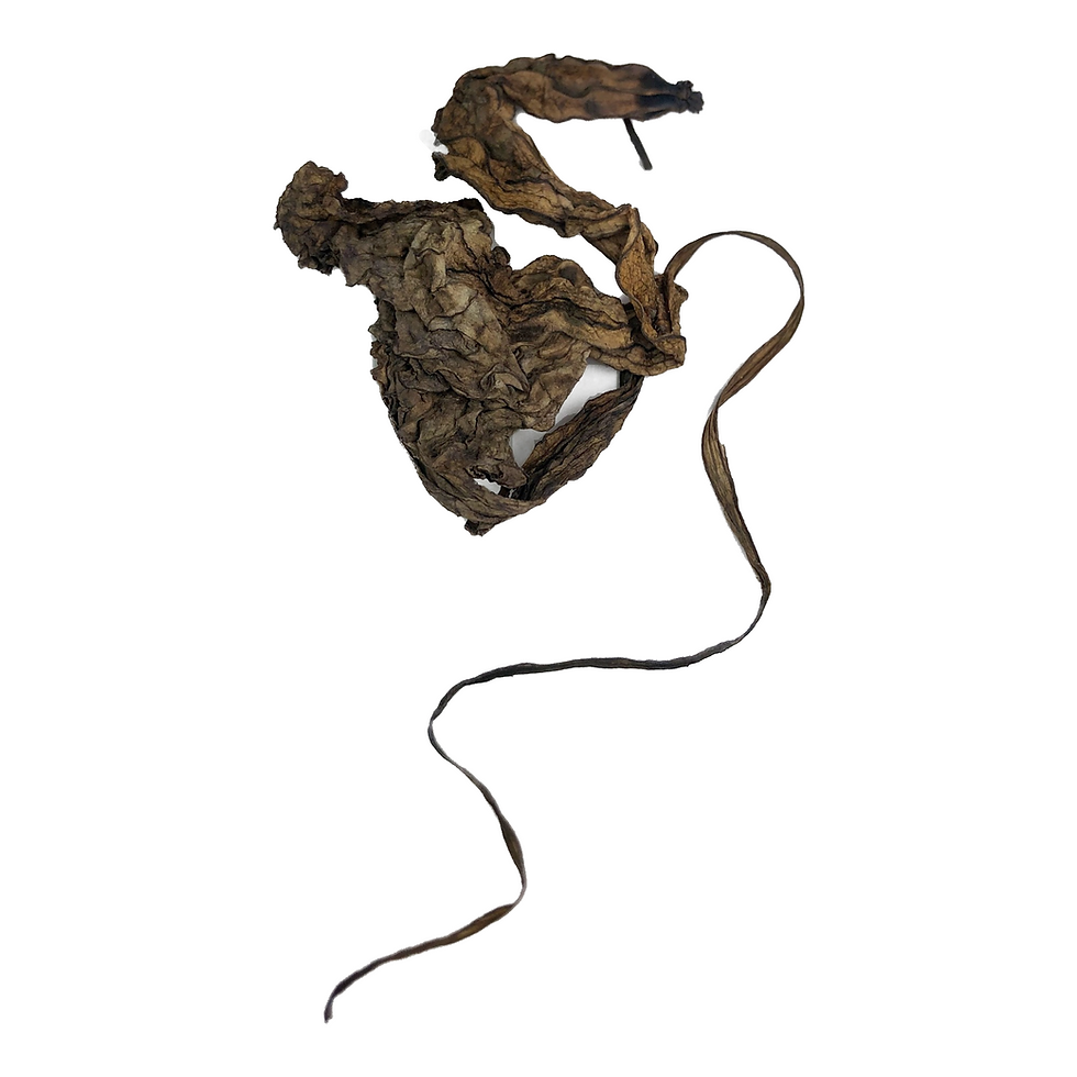 Thumbnail: Jamaican Duck Flower Detox Herb
