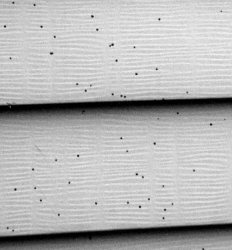 Artillery or Shotgun Fungus