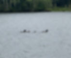 Baby Loons 7-2-26