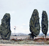 70X50 ברושים במשמר העמק העתק (1).jpg