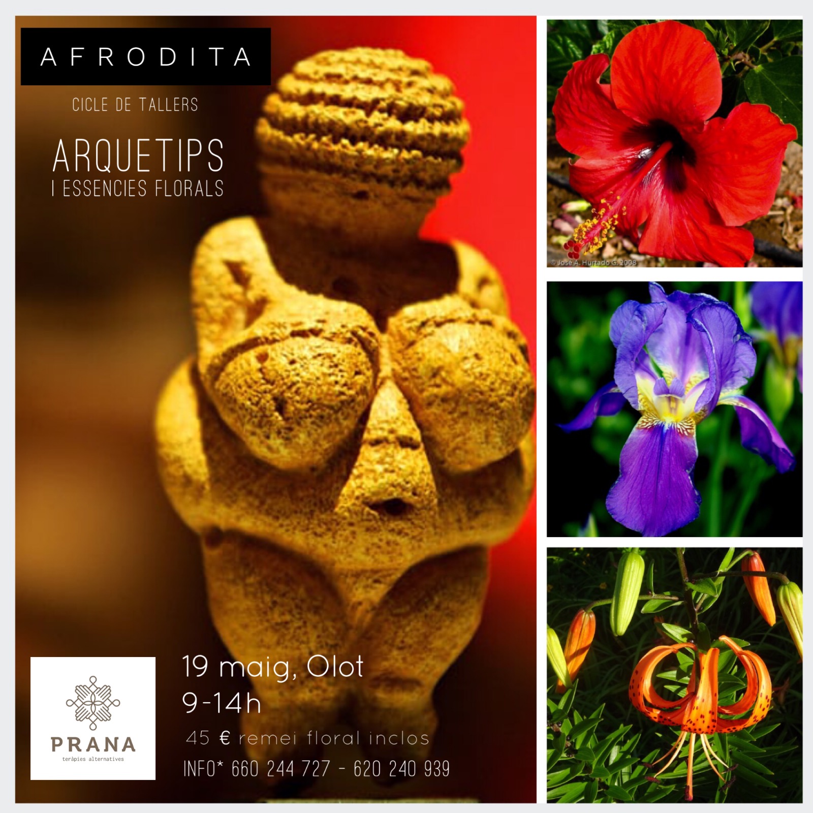 Afrodita