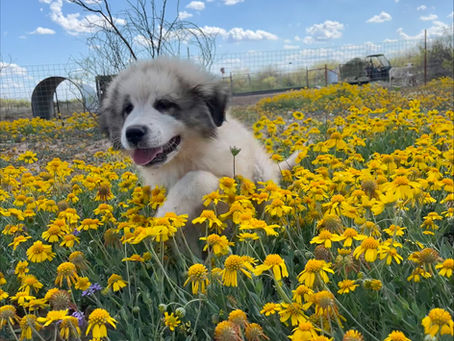 Top 10 Livestock Guardian Dog Breeds to Consider