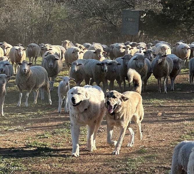 Livestock guardian dogs with wool sheep
