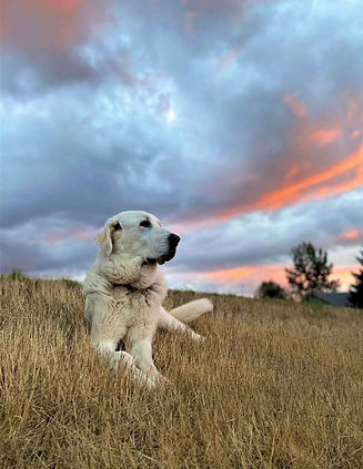 Tracie Plummer 4.jpg