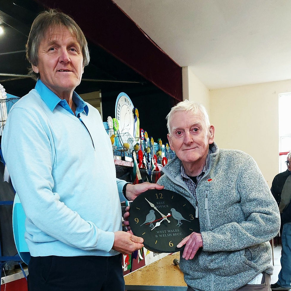 Welsh 2025Wyndham Williams Best Novice Exhibit 7th Best in Show