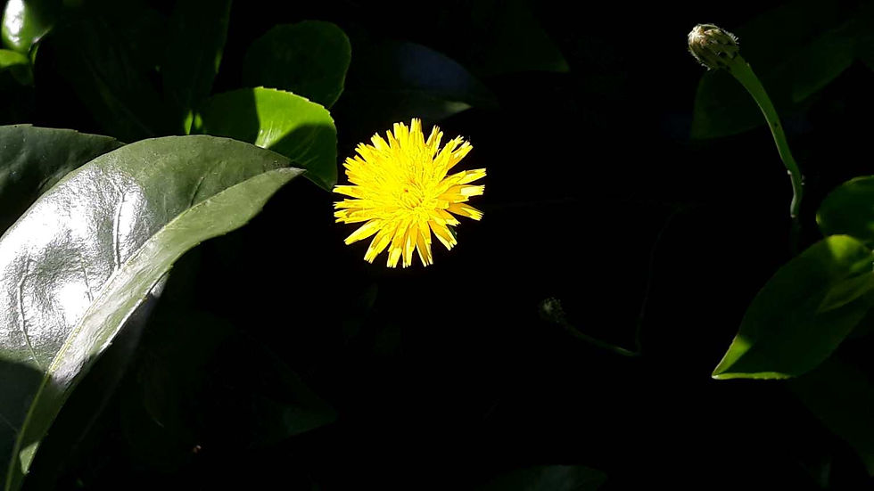 Foto: Elisabeth Dornbusch