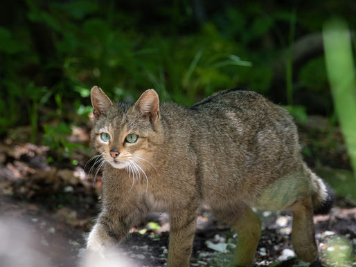 Seltene Wildkatze im Forstamt Rotenburg nachgewiesen