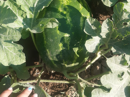 Eating Seasonally: A Spring Reset (From My Garden in Kos)