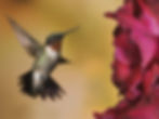 hummingbird.jpg