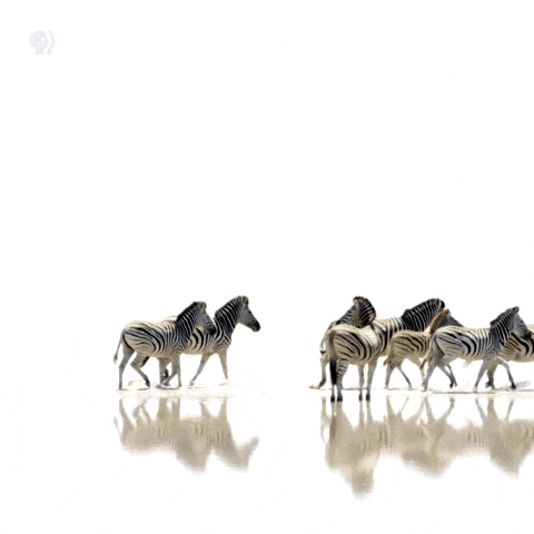 Pbs Nature Animales GIF by Nature on PBS.gif