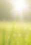 Sunlight on grass_edited.jpg