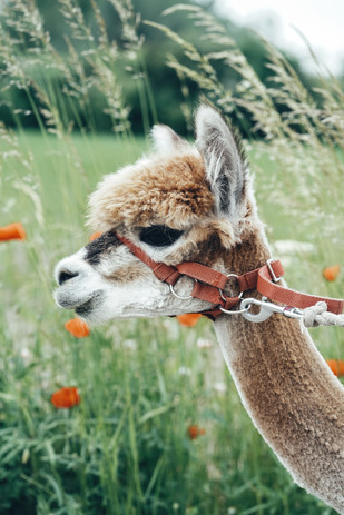 Alpaca, Alpaca Farm Nettetal - Germany