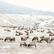 ELK BATTLE