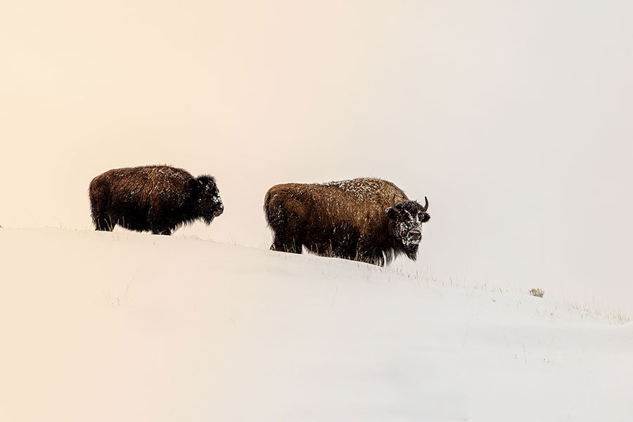 BISON RIDGE