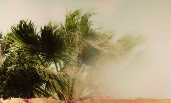 PALM TREES