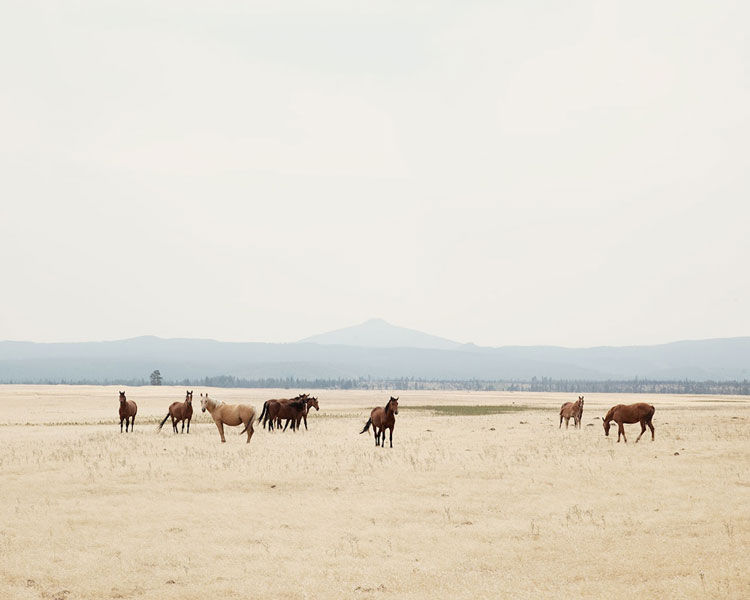 WILD HORSES