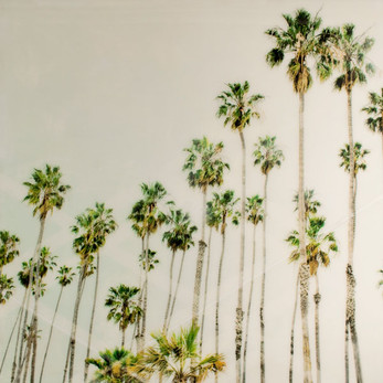 PALM TREES 2