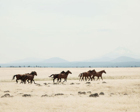 WILD HORSES #2