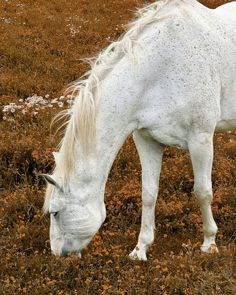 WHITE HORSE