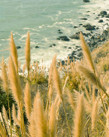 BIG SUR PAMPAS