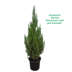 Juniperus Stricta 