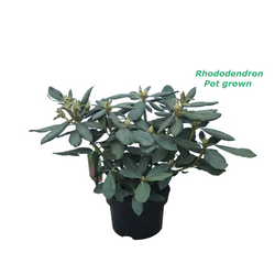 Rhododendron