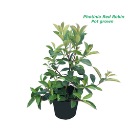 Photinia Red Robin