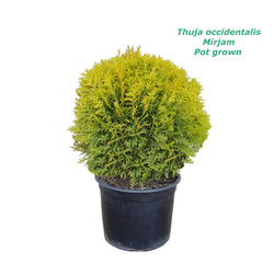 Thuja Mirjam Danica 5 L