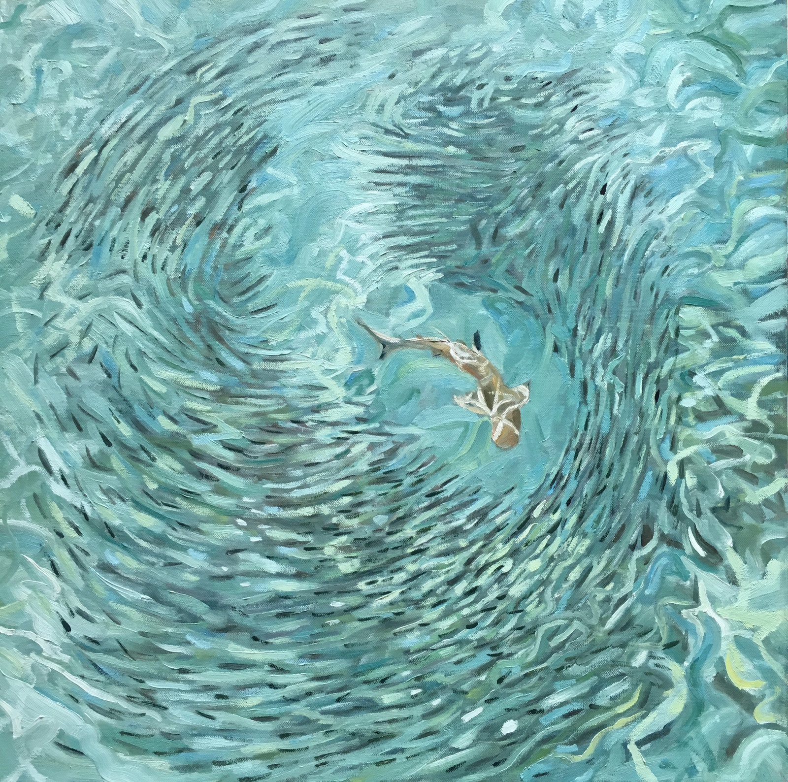 Black tip reef shark, hunting
