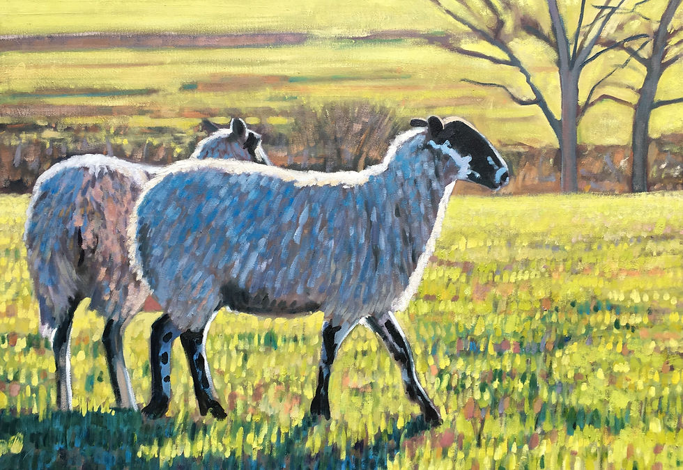 Two sheep