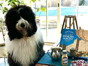 This week’s Pet of the Week is Morty the Passover Dog!