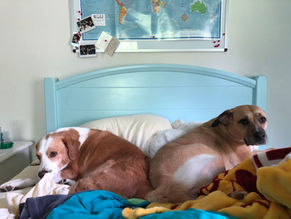 Dog of the Week 11/14: Aiko and Ranger!