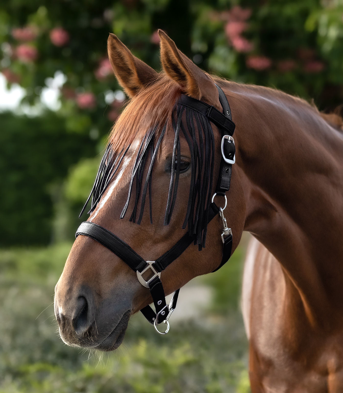 Rezice Salon Anti Fly