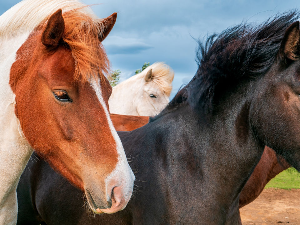 TUC - Trinity Horses-1099098.jpg