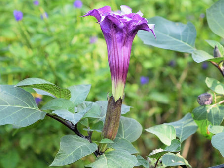 Death in the Vegetation...!
