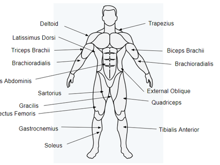 Muscle Groups Starter Guide: Everything You Need to Know